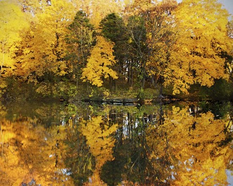 Framed Autumn Trees In A Park, Delnor Woods Park, St. Charles, Illinois Print