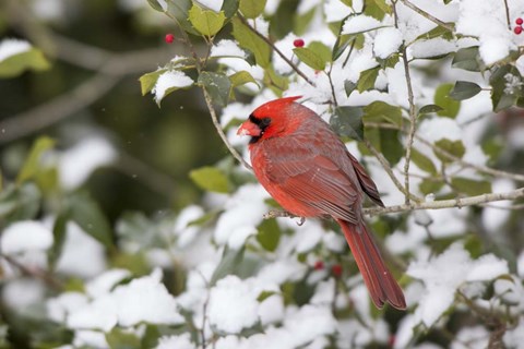 Framed Close-Up Of Male Northern Cardinal In American Holly Print