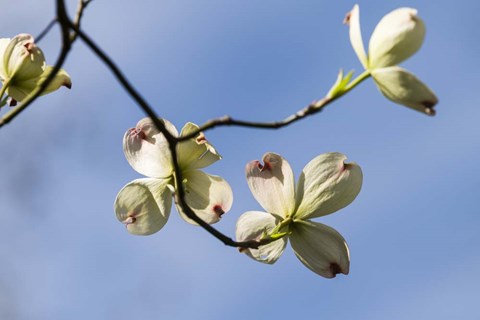 Framed Close-Up Of Flowering Dogwood Flowers On Branches, Atlanta, Georgia Print