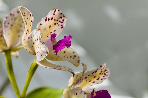 Framed Close-Up Of Orchid Flowers In Bloom Print