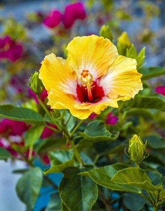 Framed Close-Up Of Hibiscus Flower Print