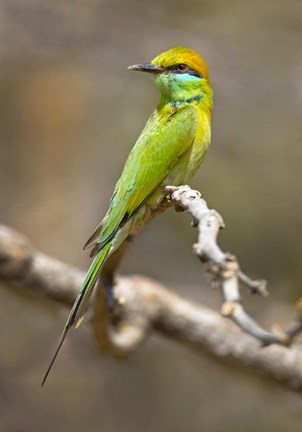 Framed Green Bee-Eater Perching On Branch, India Print
