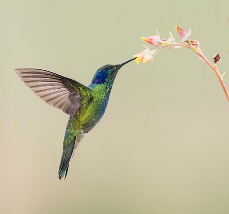 Framed Blue-Eared Violet Hummingbird Feeding On Flower, Talamanca Mountains, Costa Rica Print