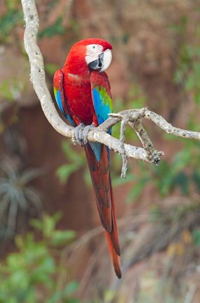 Framed Portrait Of Red-And-Green Macaw Print