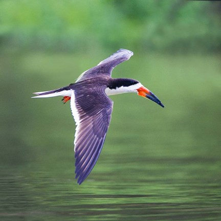 Framed Black Skimmer Flying Over River Print