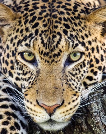 Framed Close Up Of Cheetah, Ngorongoro Conservation Area, Tanzania Print