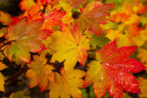 Framed Close-Up Of Wet Autumn Leaves, Portland, Oregon Print