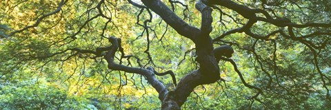 Framed Close Up Of Japanese Maple Branches, Portland Japanese Garden Print