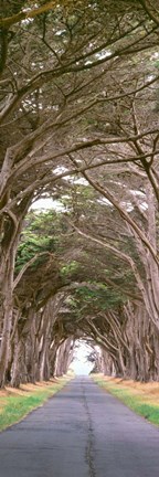 Framed View Of Monterey Cypresses Above Road, Point Reyes National Seashore, California Print