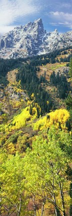 Framed View Of Trees At Bottom Of Mountain, Aspen Print