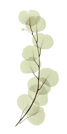 Framed Eucalyptus Print