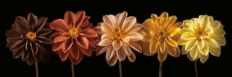 Framed Floral Salute Print