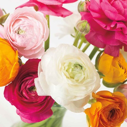 Framed Burst of Sunshine I Print