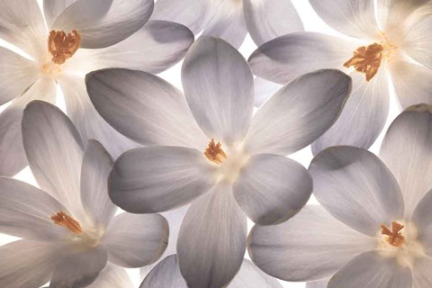 Framed Petal Perfect Print