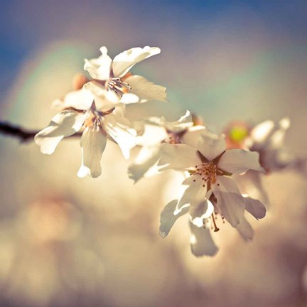 Framed Soft Bloom I Print