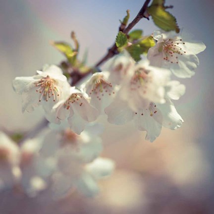 Framed Soft bloom II Print