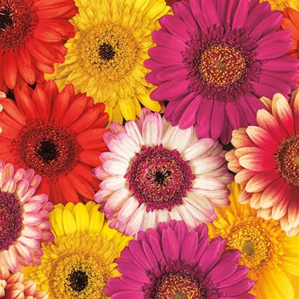 Framed Splash of Color I Print