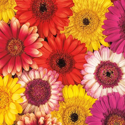 Framed Splash of Color II Print