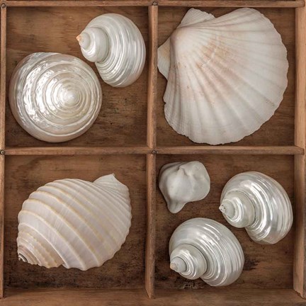 Framed Seashells Tresasures III Print