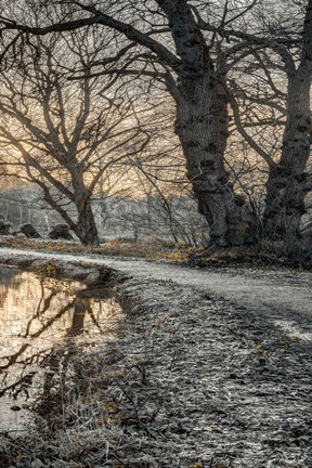 Framed Frosty Morning III Print