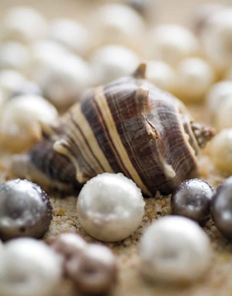 Framed Sea Jewels II Print