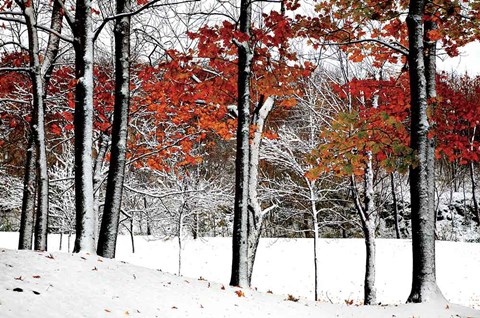 Framed SnowFall Print