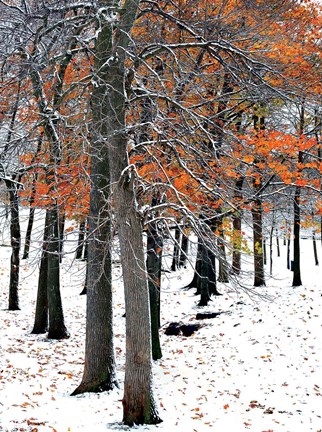 Framed SnowFall II Print