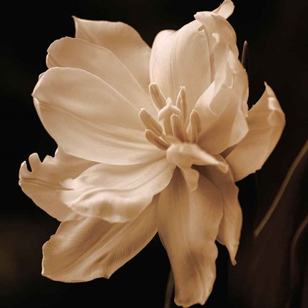 Framed Timeless Grace II Print