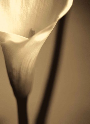 Framed Divinity I Print