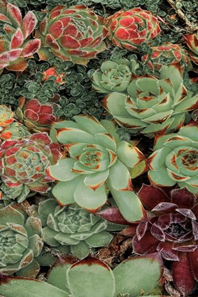 Framed Succulent Collection II Print