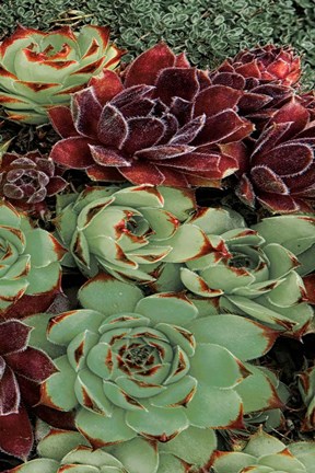 Framed Succulent Collection III Print