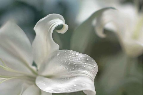 Framed Charmed Print