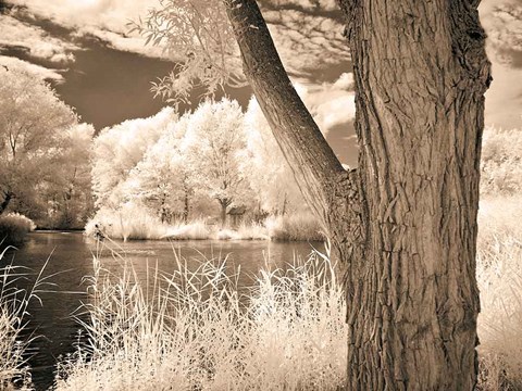 Framed Lakefront View II Print