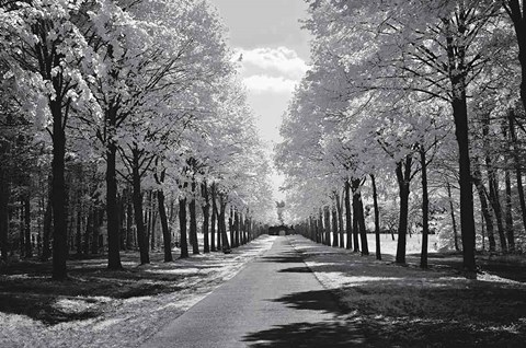 Framed Sublime Print