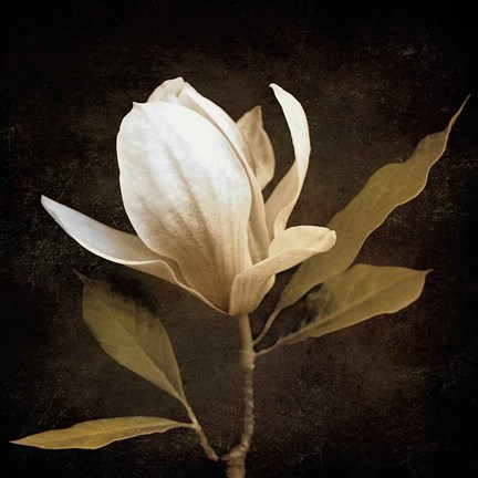 Framed Grandeur Print