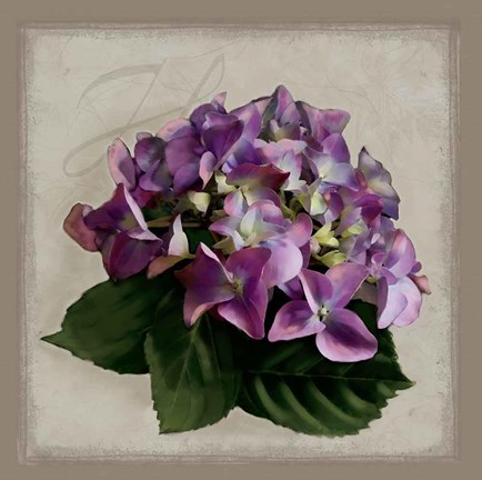 Framed Botanical Hydrenga Print