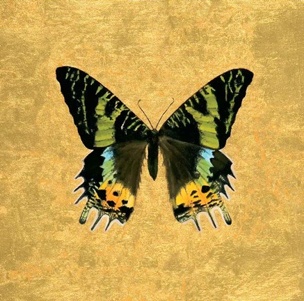 Framed Butterfly on Gold Print