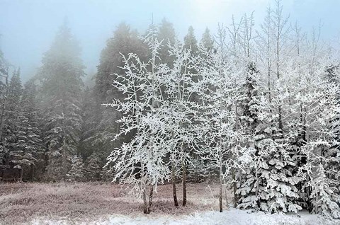 Framed Frosty Morning Print