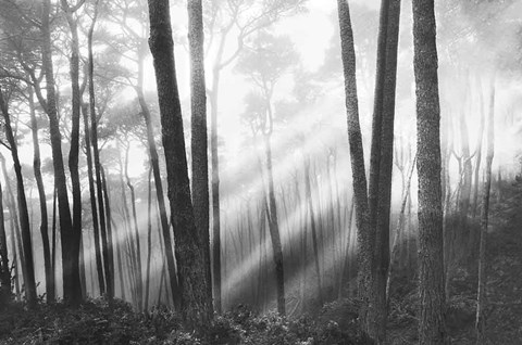 Framed Mystical Forest &amp; Sunbeams Print