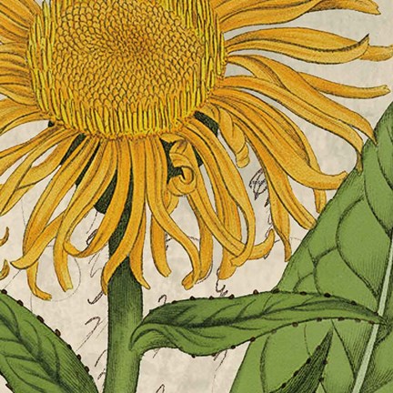 Framed Joyful Bloom I Print