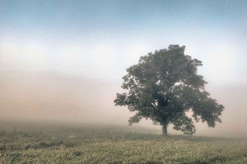 Framed Paradise Haze Print