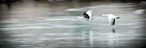 Framed Coasting Print