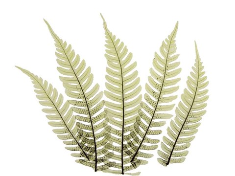 Framed Woodlands II Print