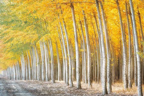 Framed Gold Alley Print