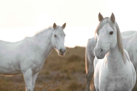 Framed Haven&#39;t Met You Yet Print