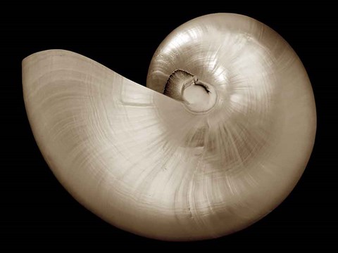 Framed Ocean Keepsake I Print