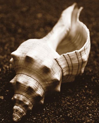 Framed Sea Gallery III Print