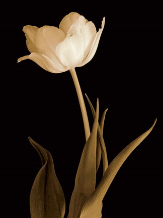 Framed Splendid Beauty Print