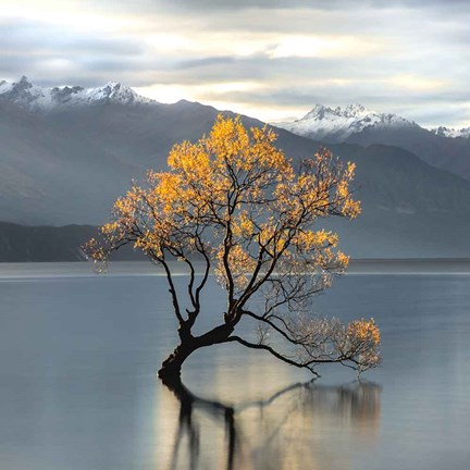 Framed Undisturbed (detail) Print