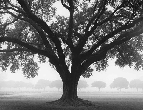 Framed Silhouette Oak Print